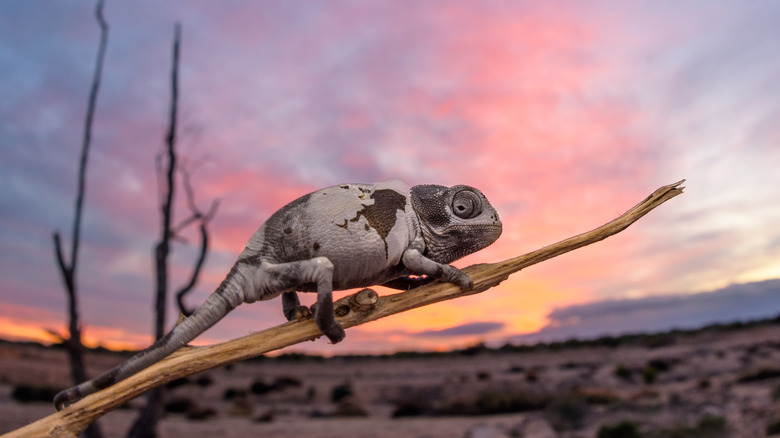 Chameleon in the desert 