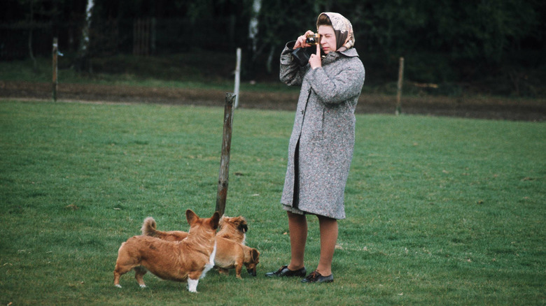 Queen Elizabeth II tries to photograph her Corgis in Windsor Park in the 1960s