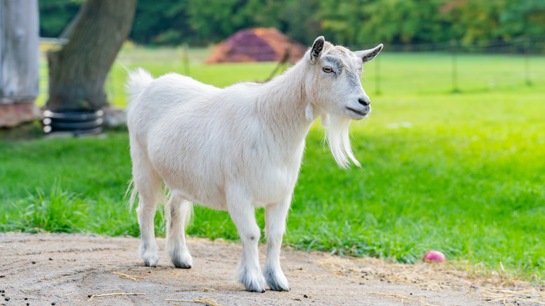 A goat in Quebec 