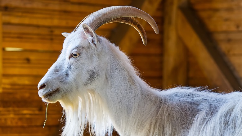 A domestic goat