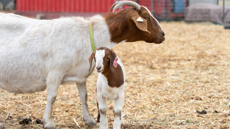 Goats at a Utah farm 