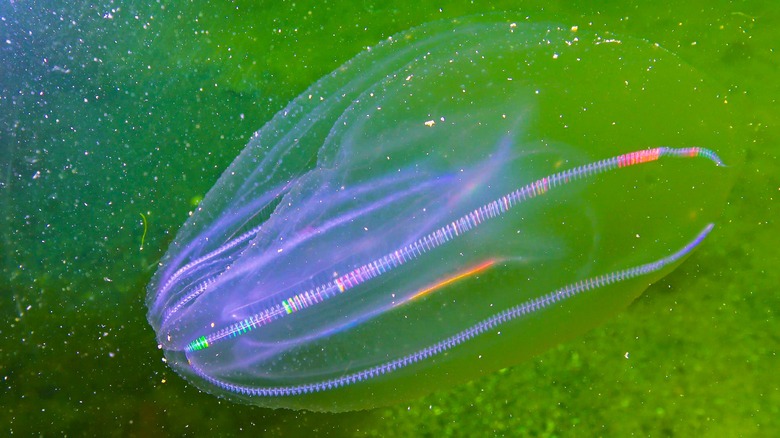 Comb jelly in green water