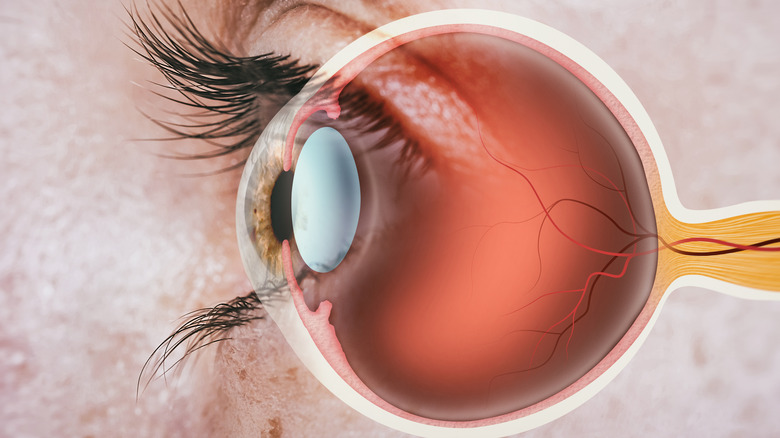 Side angle of human eye with retina