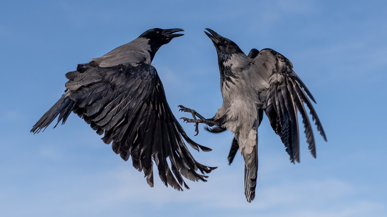 crows flying