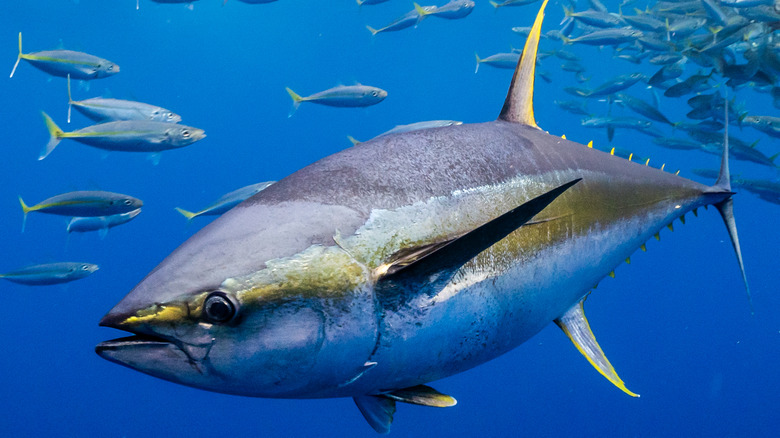 Close up of large fish with many in the background