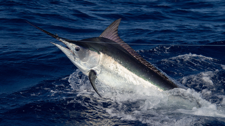 A black marlin rising from the water