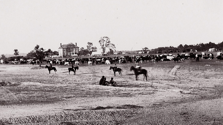 farm with horses