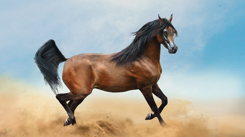 Brown Arabian horse running