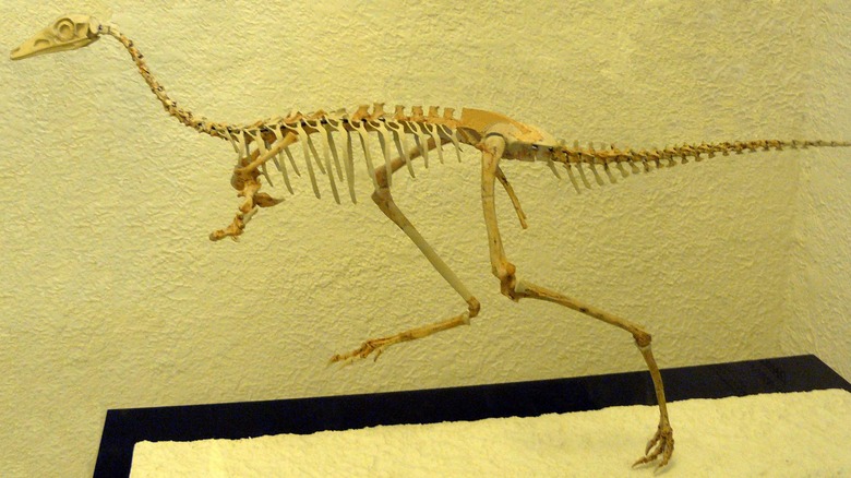 Mononykus skeleton