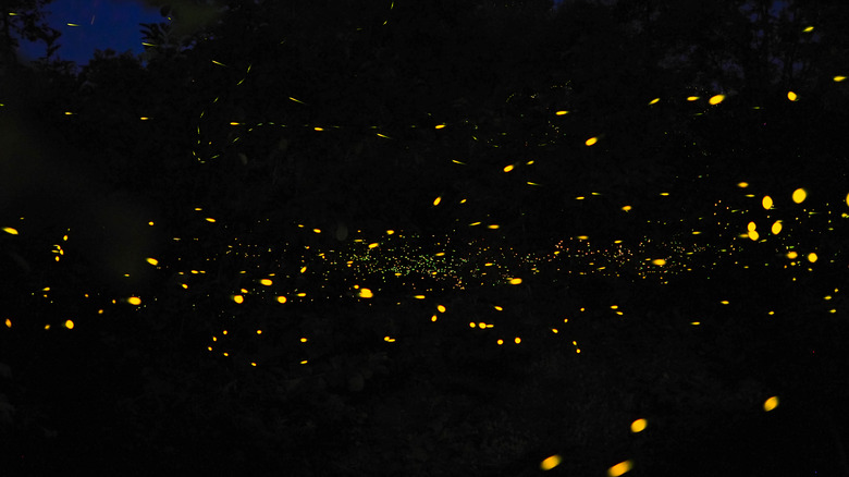 Fireflies