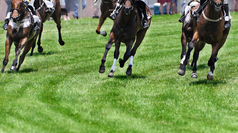 horses running on a track