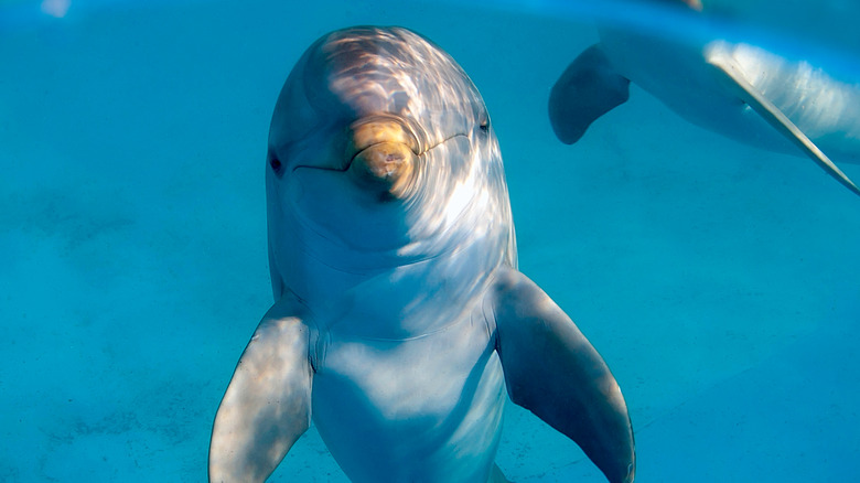 Dolphin looking straight ahead