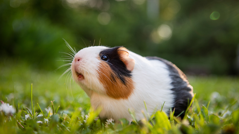 A guinea pig