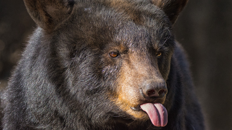 Bear sticks out tongue