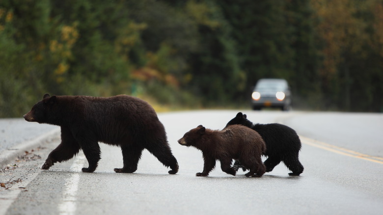 Black bear and cubs 