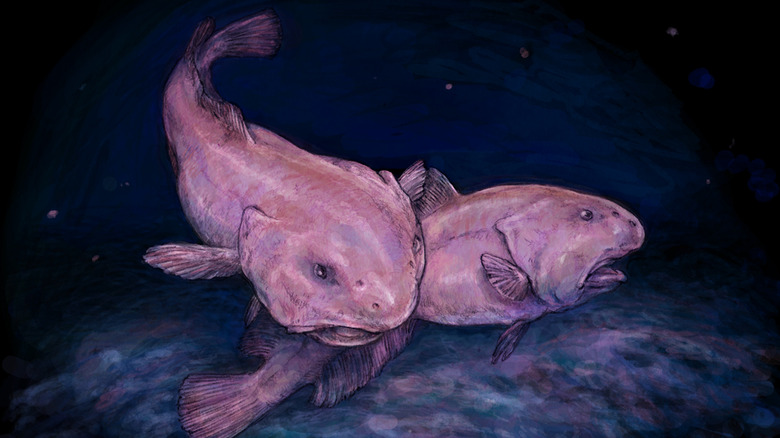 Blobfish in their environment