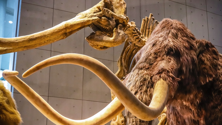 A woolly mammoth model and skeleton