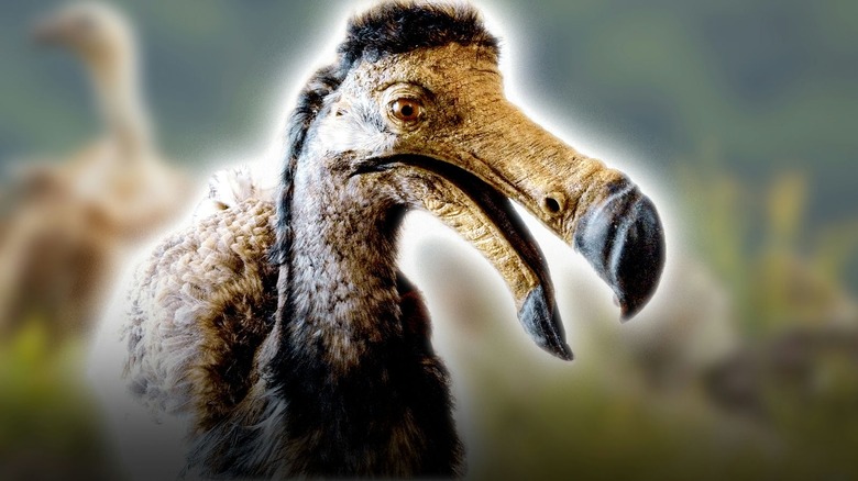 A dodo bird