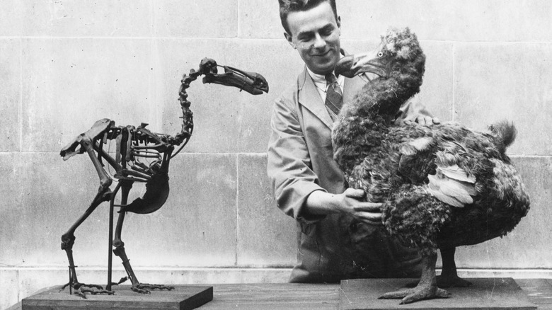 Dodo skeleton and recreated model