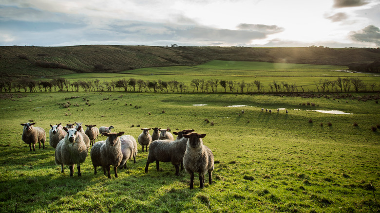 the irish countryside