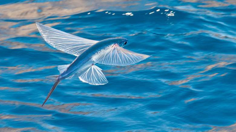 Garnai fish in flight