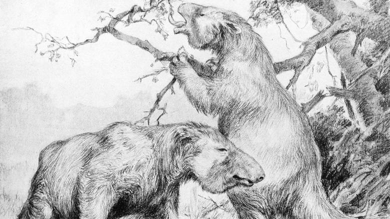 illustration giant ground sloths 