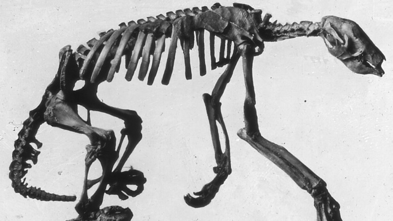Shasta ground sloth skeleton fossil