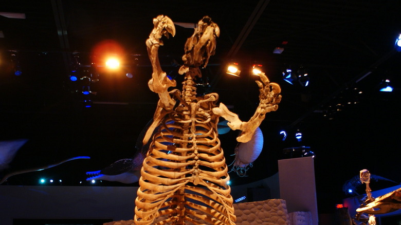 ground sloth skeleton standing on hind legs