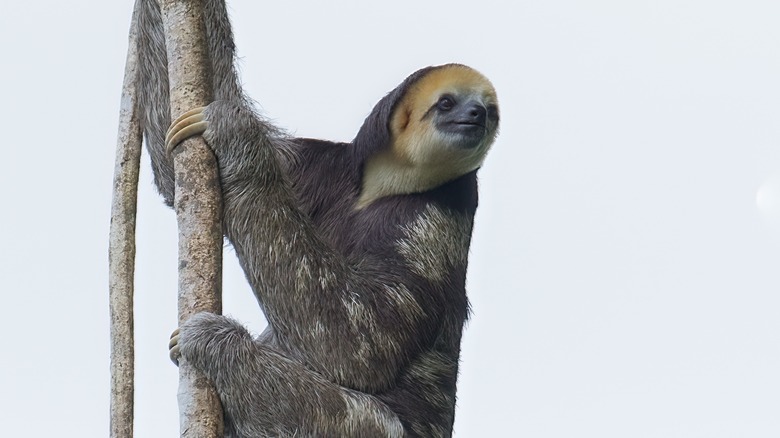 pygmy three-toed sloth climbing tree