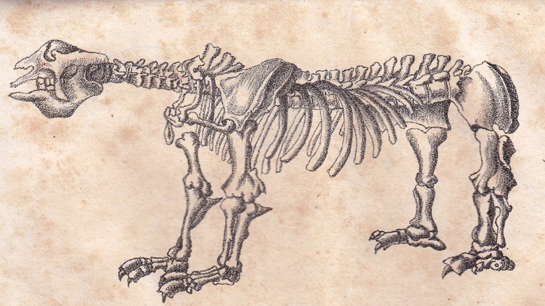 illustration of giant ground sloth skeleton