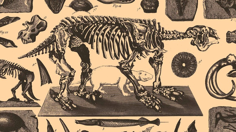 illustration of giant ground sloth bones 