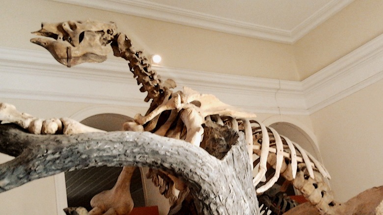 Giant sloths skeleton in museum