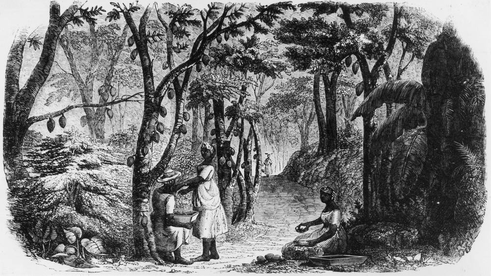 Workers harvesting cooca at a plantation on the island of Grenada, 1855. 