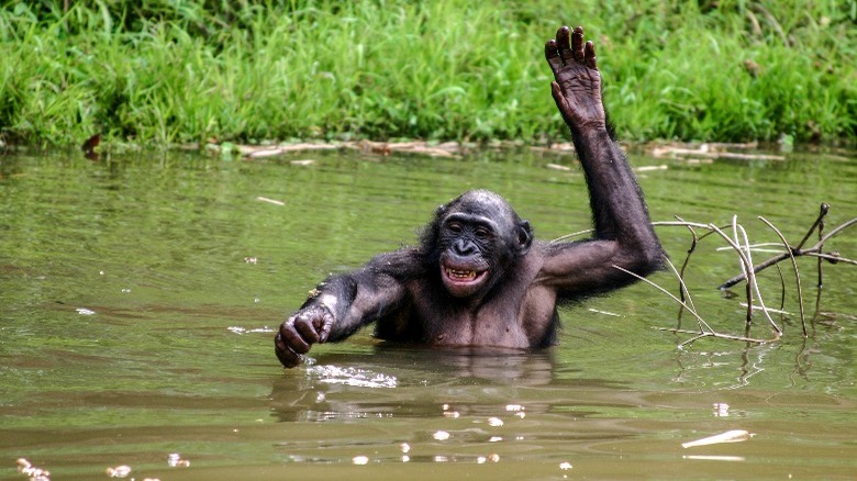 Bonobo playing in water