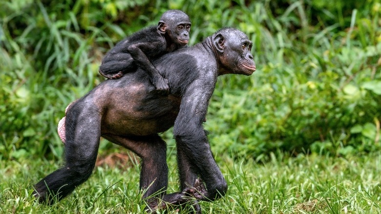 Bonobo mother carrying baby