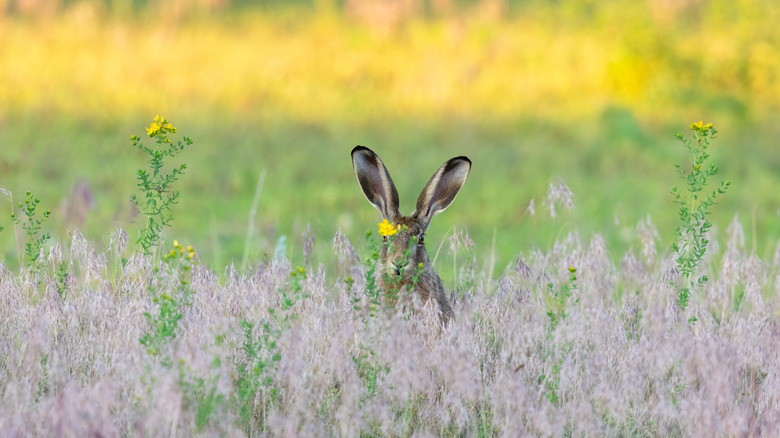 Wild hare hiding in a field