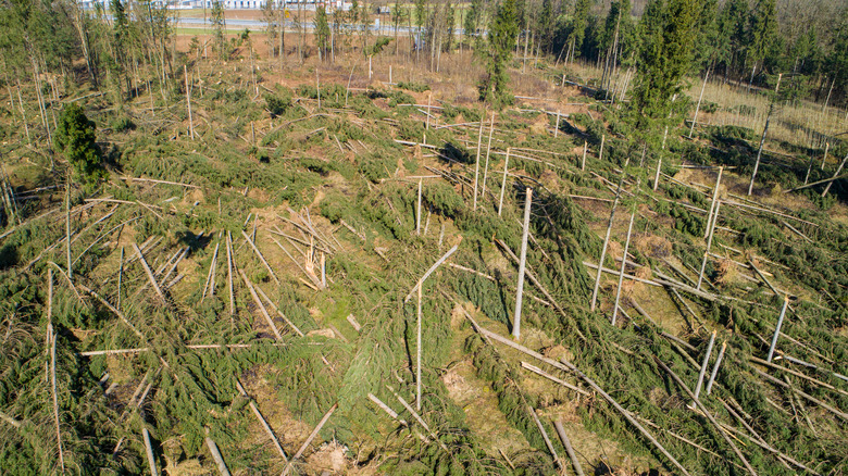 a bare forest