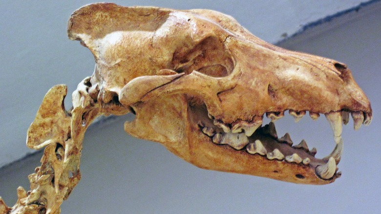 dire wolf skull