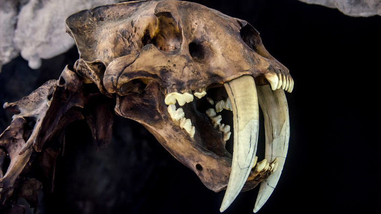 saber-toothed tiger skull