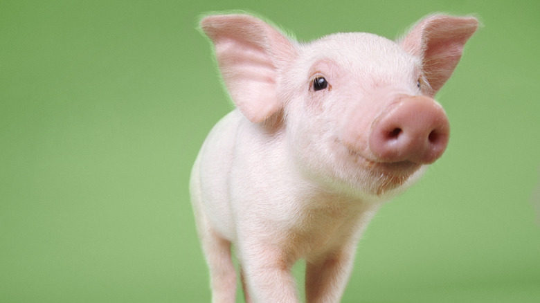 pig green background