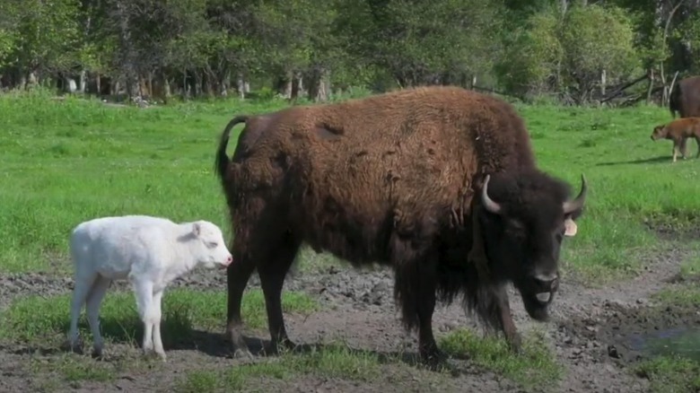 White buffalo calf in Montana