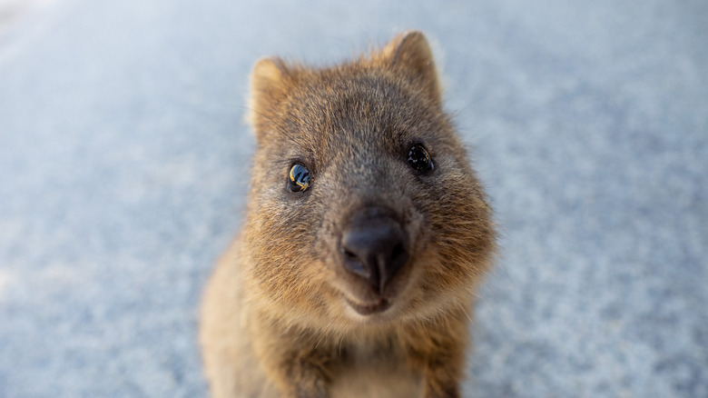 A quokka against blurred gray ground