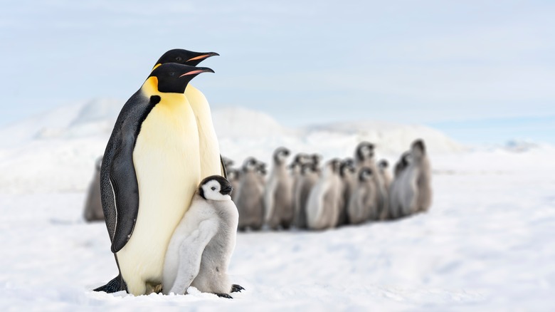 Penguins in Antarctica