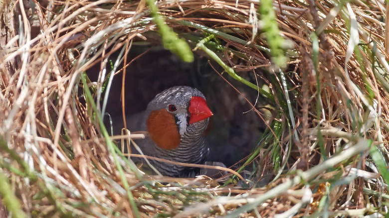 Zebra finch in a nest