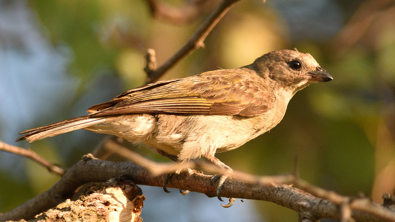 honeyguide