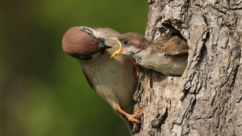 bird feeds chic in nest