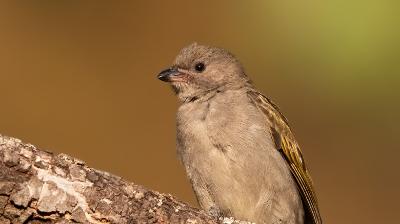 lesser honeyguide