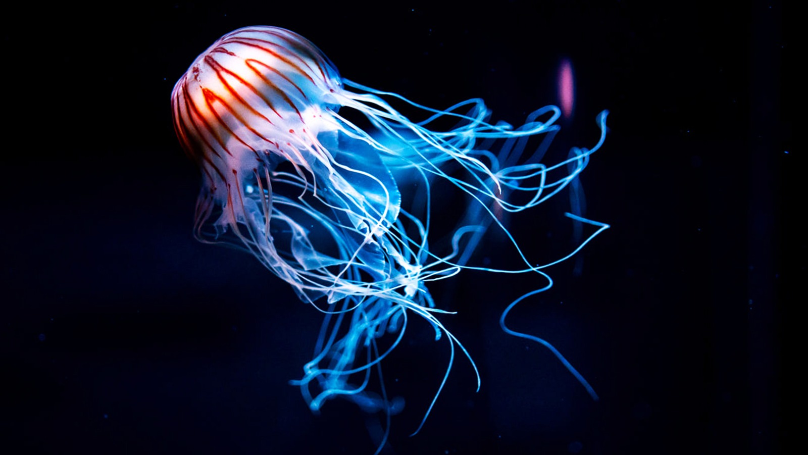 Why This New Species Of Jellyfish Could Be Unlike Any Others We've Seen