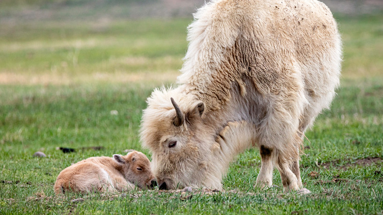 Newborn white bison calf 