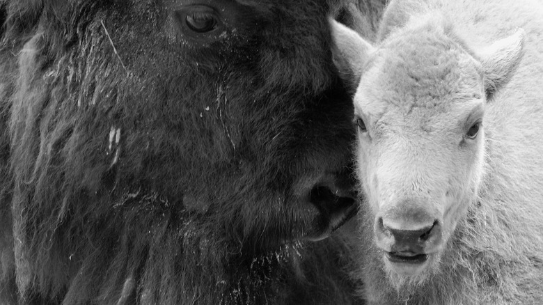 White bison calf and mother